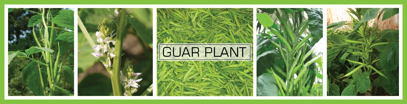 guar-plant